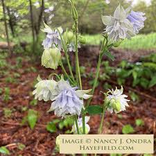 Image result for Aquilegia