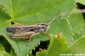 Attēlu rezultāti vaicājumam “Omocestus viridulus”