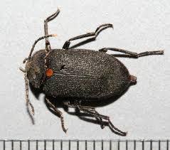 Attēlu rezultāti vaicājumam “Tetratomidae”