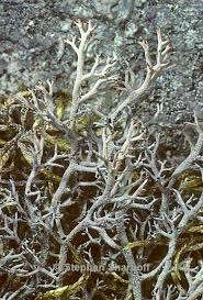 Attēlu rezultāti vaicājumam “Cladonia stygia”