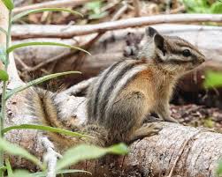 Attēlu rezultāti vaicājumam “Arcyria affinis young”