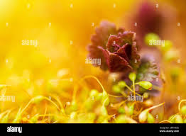 Attēlu rezultāti vaicājumam “Pohlia wahlenbergii macro”