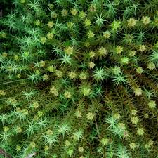 Attēlu rezultāti vaicājumam “Polytrichastrum pallidisetum cells”