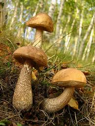 Attēlu rezultāti vaicājumam “Leccinum scabrum”