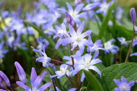 Attēlu rezultāti vaicājumam “Scilla luciliae”