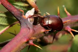 Attēlu rezultāti vaicājumam “Chrysolina staphylaea”