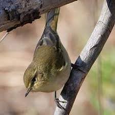Image result for Phylloscopus ibericus