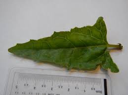 Attēlu rezultāti vaicājumam “Atriplex calotheca leaf”