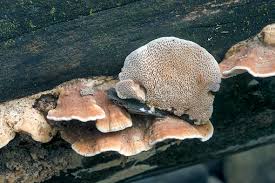 Attēlu rezultāti vaicājumam “Daedaleopsis confragosa”