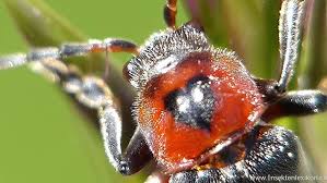 Attēlu rezultāti vaicājumam “Cantharis rustica”