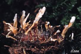 Attēlu rezultāti vaicājumam “Cordyceps farinosa”