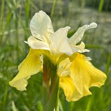 Attēlu rezultāti vaicājumam “Iris sibirica leaf”