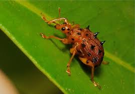 Attēlu rezultāti vaicājumam “Attelabidae”