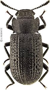 Attēlu rezultāti vaicājumam “Bolitophagus reticulatus”