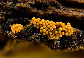 Attēlu rezultāti vaicājumam “Oligonema favogineum spores”