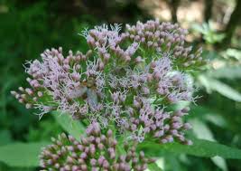 Image result for Eupatorium cannabinum