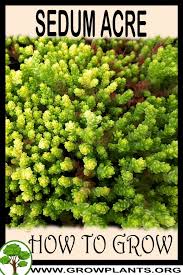 Attēlu rezultāti vaicājumam “Sedum acre”
