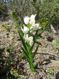 Attēlu rezultāti vaicājumam “Cephalanthera longifolia”
