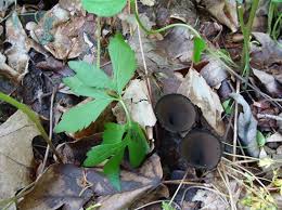 Attēlu rezultāti vaicājumam “Craterium minutum spores”