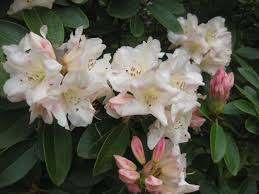 Attēlu rezultāti vaicājumam “rhododendron”