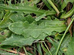 Attēlu rezultāti vaicājumam “Hypochaeris radicata fruit”