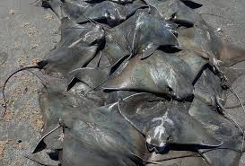 Image result for Rhinoptera brasiliensis