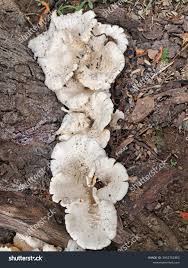Attēlu rezultāti vaicājumam “Polyporus melanopus”