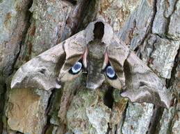 Attēlu rezultāti vaicājumam “Smerinthus ocellata”