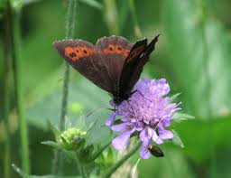 Attēlu rezultāti vaicājumam “Erebia ligea”