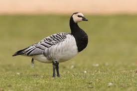 Attēlu rezultāti vaicājumam “Branta leucopsis adult”