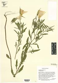 Attēlu rezultāti vaicājumam “Onagraceae”