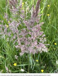 Attēlu rezultāti vaicājumam “Poa pratensis fruit”