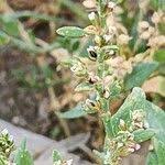 Attēlu rezultāti vaicājumam “Polygonum arenastrum leaf”