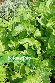 Attēlu rezultāti vaicājumam “Armoracia rusticana leaf”