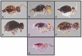 Attēlu rezultāti vaicājumam “Symphypleona”