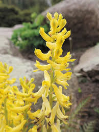 Attēlu rezultāti vaicājumam “Corydalis intermedia leaf”