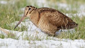 Attēlu rezultāti vaicājumam “Scolopax rusticola juvenile”