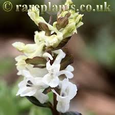 Attēlu rezultāti vaicājumam “Corydalis cava leaf”