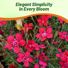 Attēlu rezultāti vaicājumam “Dianthus deltoides flower”