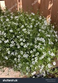 Attēlu rezultāti vaicājumam “Gypsophila muralis”