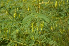 Attēlu rezultāti vaicājumam “Badhamia panicea sessile”