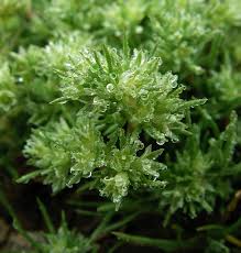 Attēlu rezultāti vaicājumam “Scleranthus annuus flower”