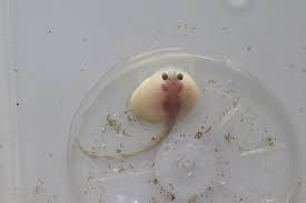 Image result for Raja radula