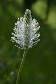 Attēlu rezultāti vaicājumam “Plantago media bud”