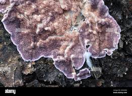 Attēlu rezultāti vaicājumam “Trichaptum abietinum”