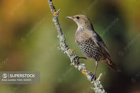 Image result for Turdus torquatus