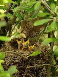 Attēlu rezultāti vaicājumam “Turdus philomelos nest”