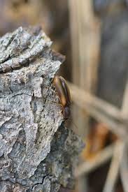 Attēlu rezultāti vaicājumam “Dalopius marginatus”