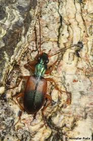 Attēlu rezultāti vaicājumam “Anchomenus dorsalis”