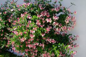 Attēlu rezultāti vaicājumam “Lonicera”